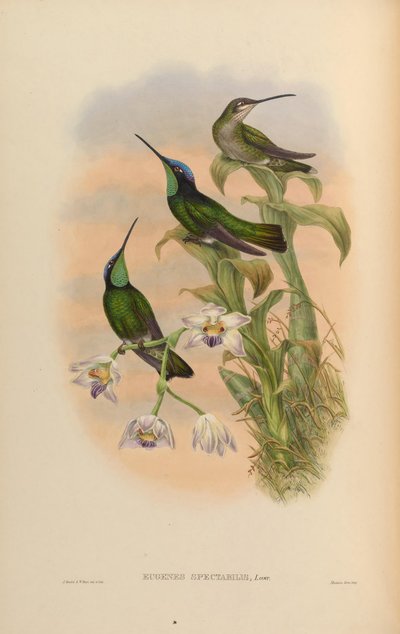 Eugenes spectabilis = Eugenes fulgens spectabilis door John Gould